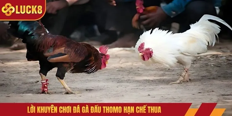 Lời khuyên chơi đá gà đấu Thomo hạn chế thua